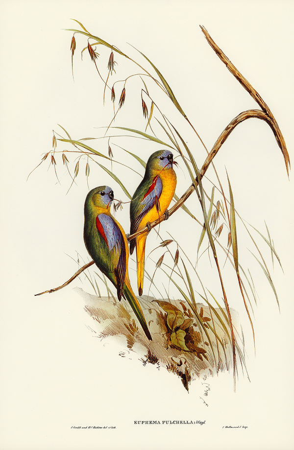 chestnut-shouldered-grass-parakeet-euphema-pulchella-illustrated-by-elizabeth-gould